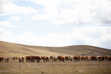 Cattle Ranch in south patagonia argentina