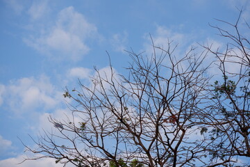 Petai tree branches are dry and only a few leaves remain against the background of the blue sky