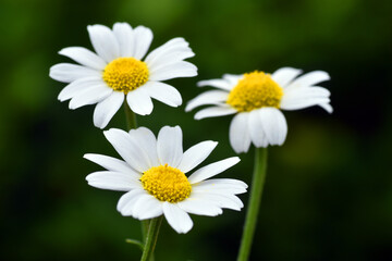 Fototapeta premium Chamomile flowers (Chamaemelum nobile), a widely used medicinal plant