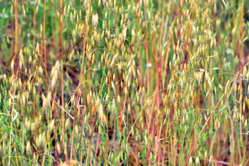 Fototapeta premium Wild oats (Avena sp.) in a meadow