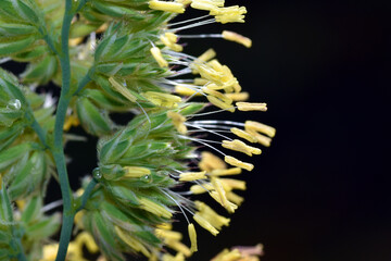 Detail of the stamens with pollen of a grass responsible for allergies