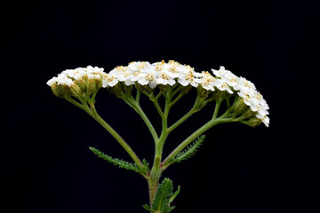 The medicinal plant yarrow (Achillea millefolium) on a black background © Jon Benedictus