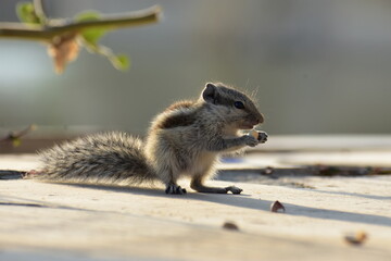 squirrel on the ground