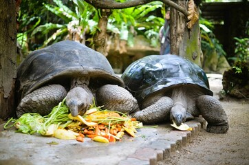 Two tortoises enjoying their meals.