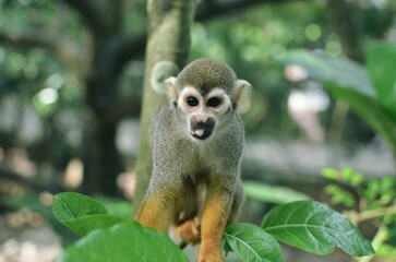 A squirrel monkey is looking into camer