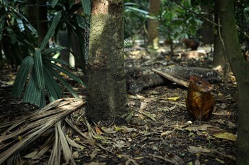 An agouti is keeping itself alert.