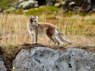 Adorable Arctic fox perched atop a rocky ledge with lush green vegetation in the background