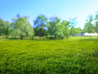 Fotobehang natural grass field background with blurred bokeh and sun © andreusK