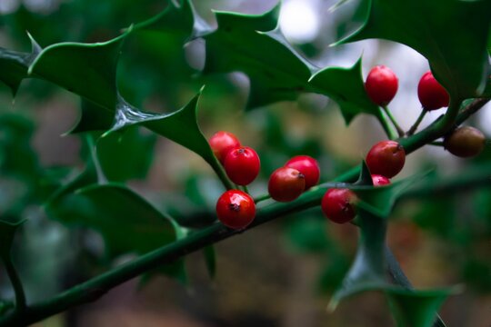 Closeup shot of a holly plant, featuring lush foliage and red berries nestled on its branches.