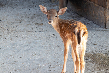 Baby deer view from the back