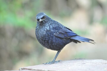 Close-up shot of a Blue whistling thrush bird perched atop a concrete surface