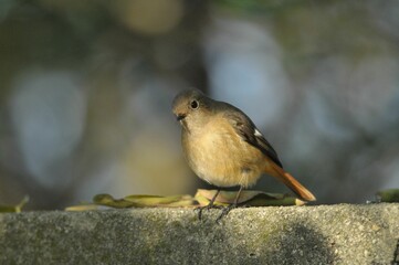 Small Daurian redstart bird perched atop a concrete surface