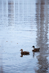 Two ducks swimming in the water, river lake