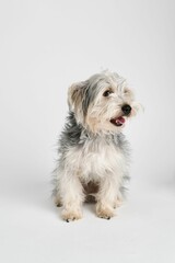 Vertical shot of an adorable fluffy white gray terrier dog posing on a white background