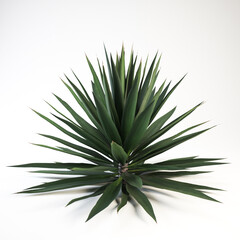 Sharp leaf ornamental plants as room decoration. Illustration 3D rendering.