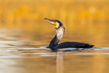 Great Cormorant (Phalacrocorax carbo) gliding atop a serene body of water