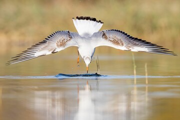 Seagull with its wings outstretched catching a fish in the water