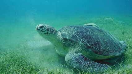  Great Green Sea Turtle (Chelonia mydas) with Remora fish on shell lies on seagrass meadow among...