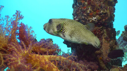Close-up of Broadbarred Toadfish or White-spotted puffer (Arothron hispidus) swims next toberth...