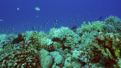 Obraz na płótnie Canvas Beautiful tropical coral reef in coral garden in blue deep sea colorful fish swims around reefs, Red sea, Safaga, Egypt