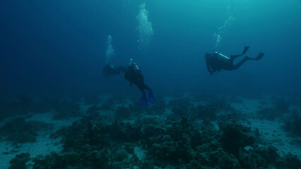 Group of scuba divers swims in depths of the sea, back view, Red sea, Egypt
