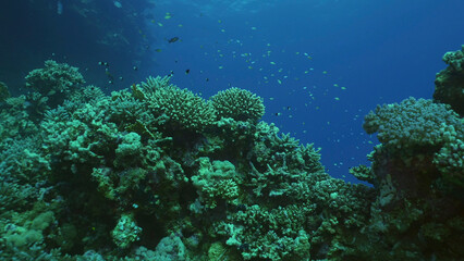Beautiful tropical coral reef in coral garden in blue deep sea colorful fish swims around reefs, Red sea, Safaga, Egypt