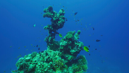 Fototapeta na wymiar Silhouette of coral formation of an unusual bizarre shape on seabed, Red sea, Safaga, Egypt