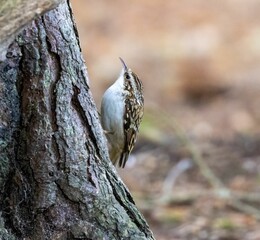 Adorable tree creeper bird perched atop a tree trunk, looking inquisitively outwards