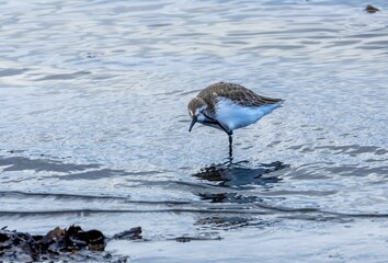Small sanderling bird walking in shallow water in a tranquil beach setting