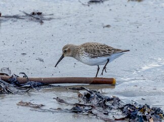 Small sanderling bird walking in shallow water in a tranquil beach setting