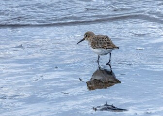 Small sanderling bird walking in shallow water in a tranquil beach setting