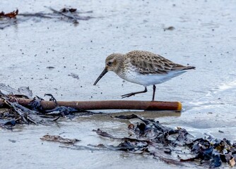 Small sanderling bird walking in shallow water in a tranquil beach setting