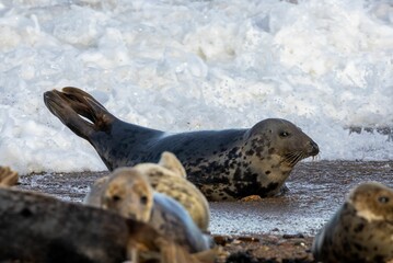 a seal that is laying down by some water and sand