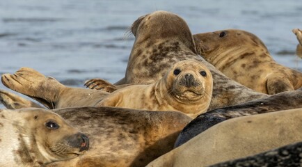 Large pod of seals lounging on a sandy beach in front of a peaceful ocean