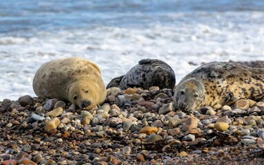 Naklejka premium three seals on a rocky shore with sea water in the background