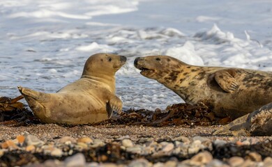 Naklejka premium Juvenile harbor seals on a sandy beach playing toghether