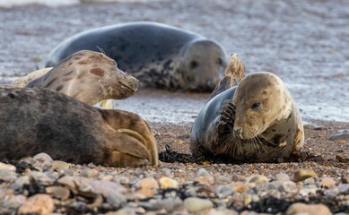 Fototapeta premium Group of seals rest on the beach, with jagged rocks providing a picturesque backdrop