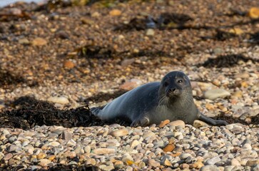 a young seal rests on the shore of the water near rocky shoreline
