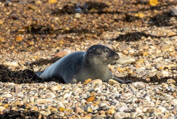 Grey seal resting peacefully on a bed of seaweed in its natural habitat