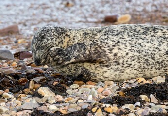 Obraz premium Seal resting in a natural habitat of rocks and seaweed, with a peaceful and serene atmosphere