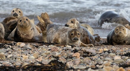 Fototapeta premium Group of seals lounging on rocks at the edge of the sea, facing the vast expanse of the ocean