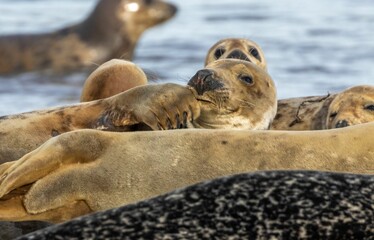 a small group of seals lying on the beach by water