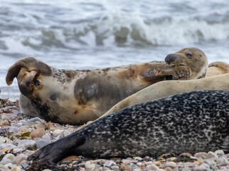 Fototapeta premium three seals and one is lying on the beach next to the water