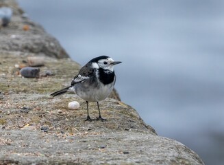 Pied wagtail bird perched on a stone wall at the edge of a harbor, looking out over the water