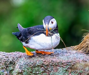 Of a puffin bird gathering grass for its nest in a coastal environment