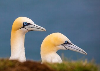 Great northern gannet birds perched on the shore