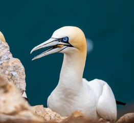 Great northern gannet perched on the rocky shore
