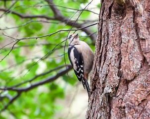 Small great spotted woodpecker bird perched on the bark of a tree trunk in a tranquil, wooded area