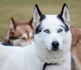 White Husky dog with blue eyes