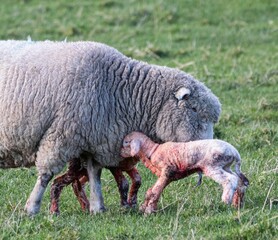 Mother sheep giving birth to twin lambs in the green field